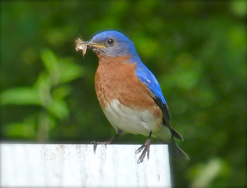 Tips for Attracting Bluebirds Deb's Garden Deb's Garden Blog